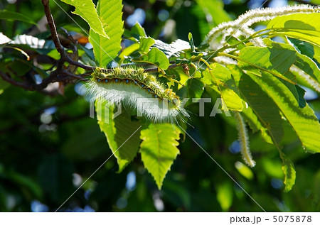 クリ毛虫 毛虫 栗 害虫の写真素材