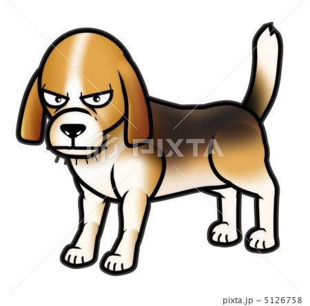 ブチ犬 ビーグルの写真素材