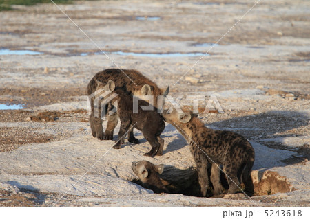 動物 ハイエナ 子供 赤ちゃんの写真素材