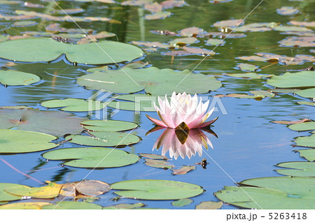 水面に浮かぶ花の写真素材