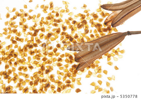 種 種子 テッポウユリ 百合の写真素材