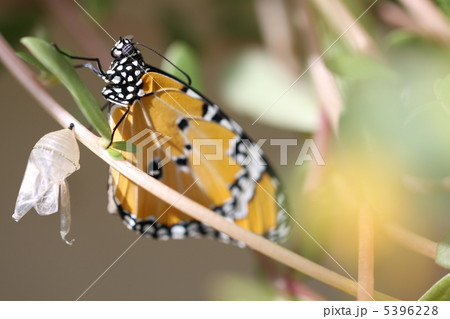 蝶 カバマダラ チョウ 羽化の写真素材