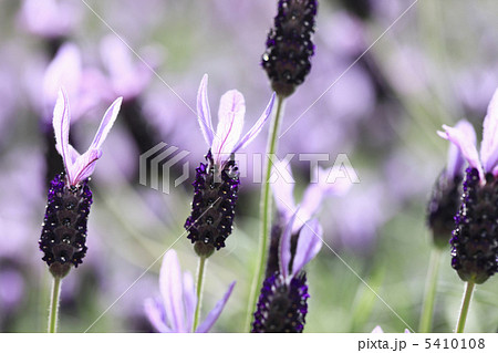 紫 ハーブ 春の花 植え込みの写真素材