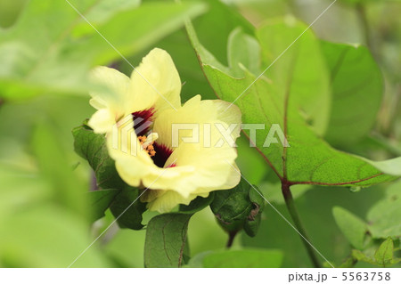 綿の花の写真素材