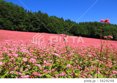 赤蕎麦の花の写真素材 - PIXTA