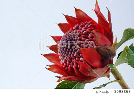 ワラタ 花の写真素材