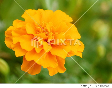 オレンジ色 マリーゴルド 花 キク科の写真素材