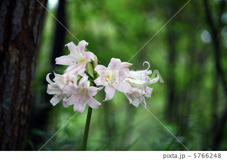 花 アマリリス ホンアマリリス 本アマリリスの写真素材