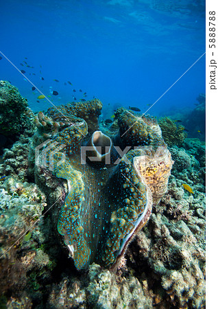 大シャコガイの写真素材 - PIXTA