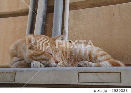 眠り猫の写真素材