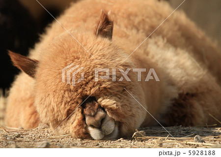動物 寝顔 アルパカ あるぱかの写真素材