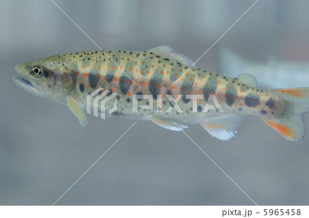 山女魚の写真素材 - PIXTA