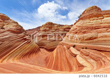 コヨーテビュートの写真素材