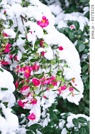 雪椿の写真素材