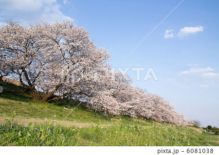 河原 二子玉川 多摩川 土手の写真素材