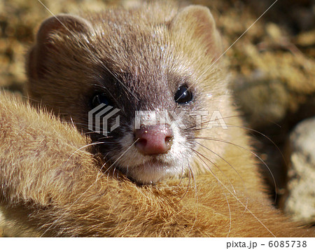 イタチ 鼬 鼬鼠 動物の写真素材