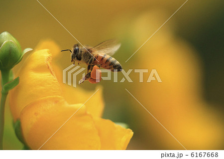 ミツバチの飛行 花粉だんごを後脚の花粉かごにつけて運ぶ 花は金糸梅の写真素材