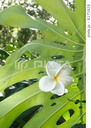 モンステラ 光 観葉植物 自生の写真素材 モンステラ 光 観葉植物 自生の写真素材
