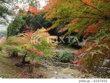 冠岳の紅葉の写真素材