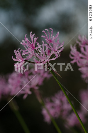 ネリネ 花 可憐の写真素材