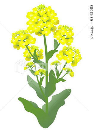 アブラナ 菜の花 野菜 十字花のイラスト素材