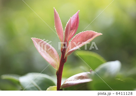 新芽 サザンカ 芽吹き 葉っぱの写真素材