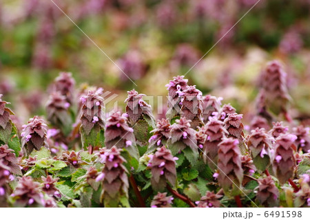 ヒメオドリコソウ 紫色 雑草 小花 花 小さい花の写真素材