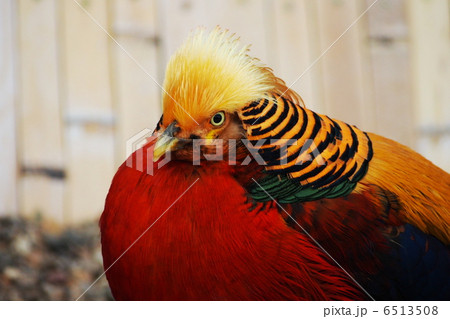 鳥 キンケイ 金鶏の写真素材