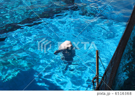 八景島シーパラダイス プール 水族館 レジャー施設の写真素材