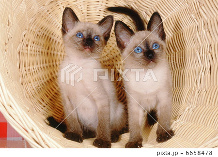 ２匹 シャム猫 かわいい 子猫の写真素材