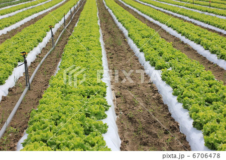 塩ビ管 野菜 畑 夏野菜の写真素材