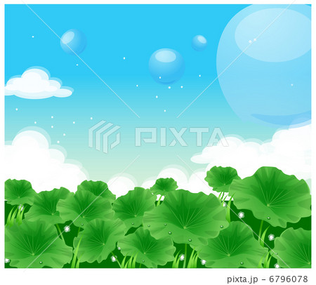 自然の風景 ハスの葉 ハスの葉の形の写真素材 - PIXTA