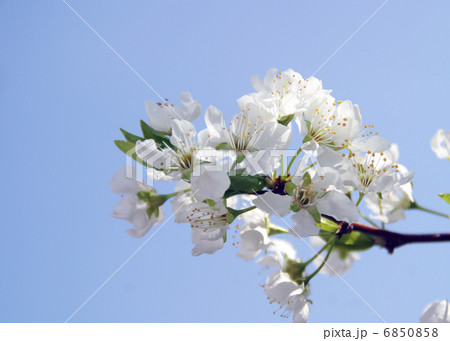 すももの花の写真素材