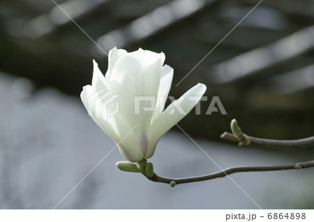 こぶしの花の写真素材 - PIXTA