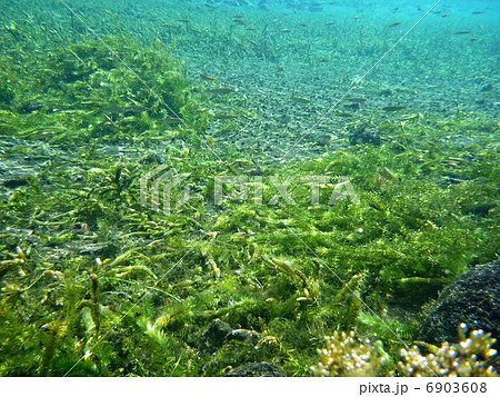 大カナダ藻の写真素材