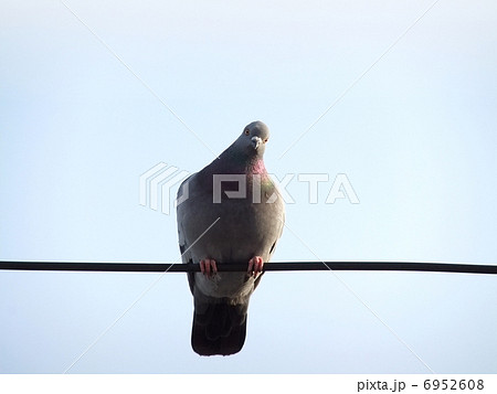 鳥 鳩 空 正面の写真素材 鳥 鳩 空 正面の写真素材
