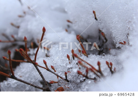 木の芽 雪解け 春 雪の写真素材