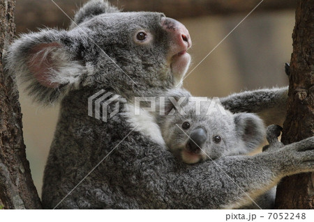 抱っこ コアラ 動物 親子の写真素材