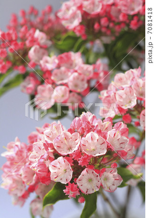 カルミア 花 フラワー 散るの写真素材