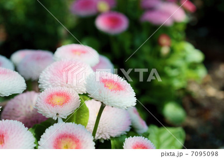 イタリア国花 屋外の写真素材