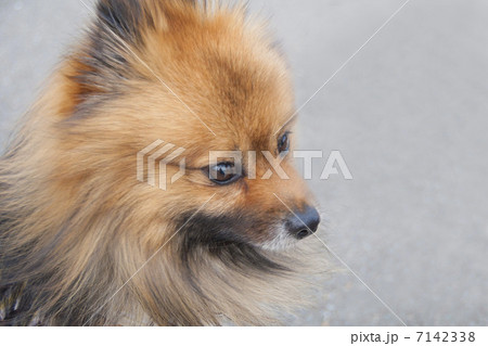 ポメラニアン 犬 横顔 顔アップの写真素材