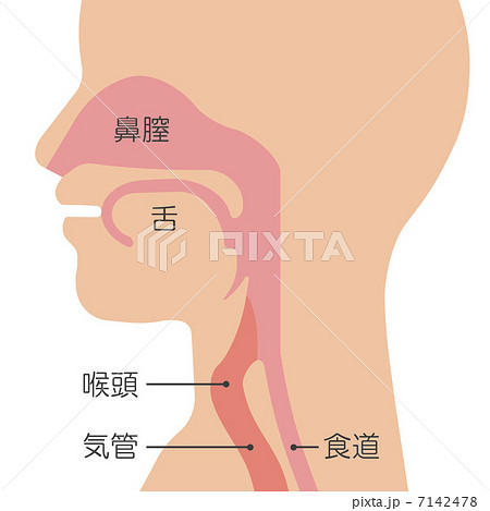 食道のイラスト素材