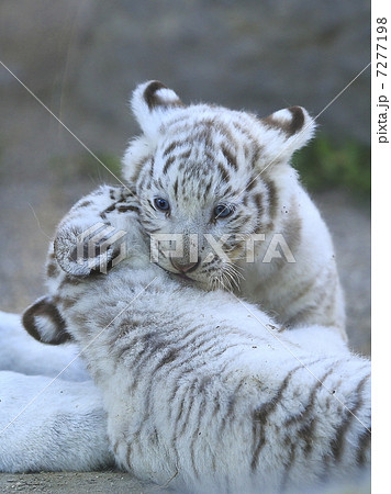 ホワイトタイガーの赤ちゃんの写真素材