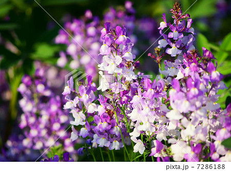 リナリア 花言葉 幻想