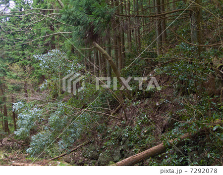 山林 倒木 注意 倒れるの写真素材