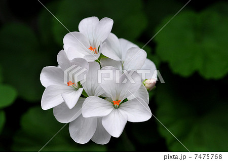 ゼラニウム 白 花壇 白い花の写真素材