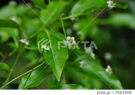そよご ソヨゴの花 ソヨゴの写真素材