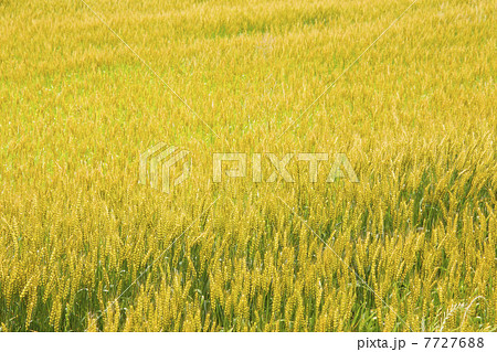 黄色 黄 麦 実るの写真素材 - PIXTA