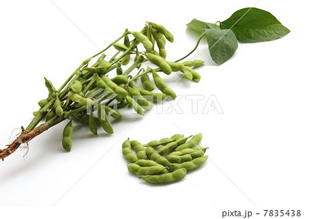 葉っぱ付き枝豆の写真素材