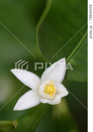 金柑の花の写真素材